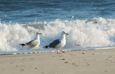 Vacation House for 8 Guests in Westhampton Beach, North Fork, Picture 4