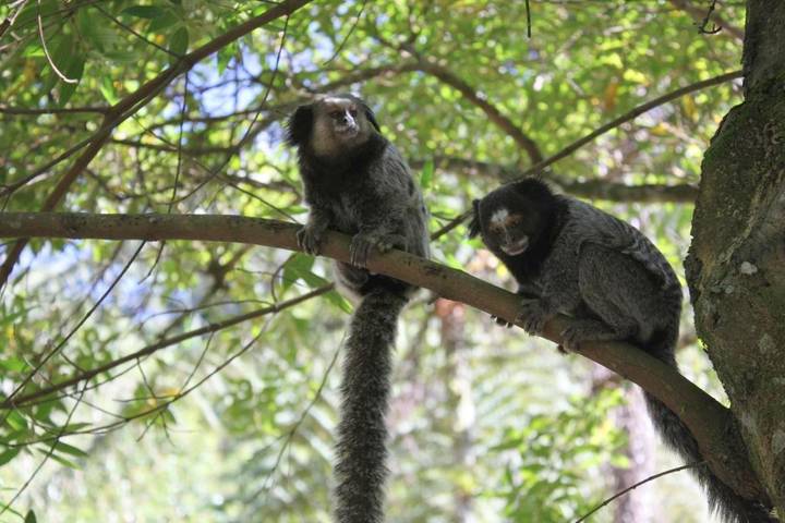 Maison d’hôte pour 2 personnes, avec jardin ainsi que vue et piscine dans Região Metropolitana do Rio de Janeiro - 4