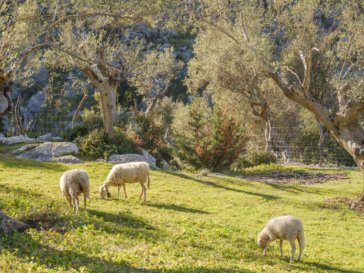 Agroturismo Muleta de Ca S'hereu in Alconásser, Sóller