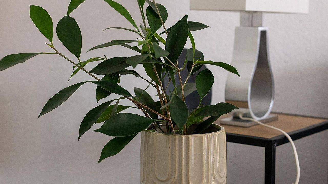 Ganze Ferienwohnung, Ferienwohnung für 2 Personen (35 m²) in Schwarzenberg in Schwarzenberg (Erzgebirge), Erzgebirge