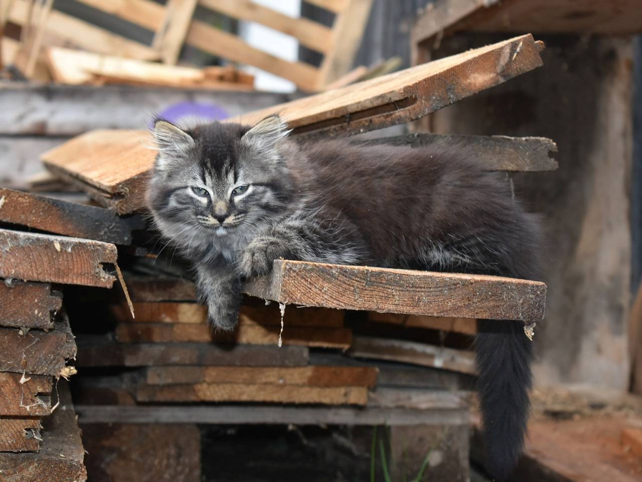 Doppelzimmer mit Etagendusche, max. 3 Personen in Kressbronn am Bodensee, Region Bodensee-Oberschwaben