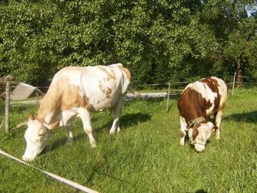 Ferienhaus für 4 Personen in Abtenau, Salzburger Land, Bild 4