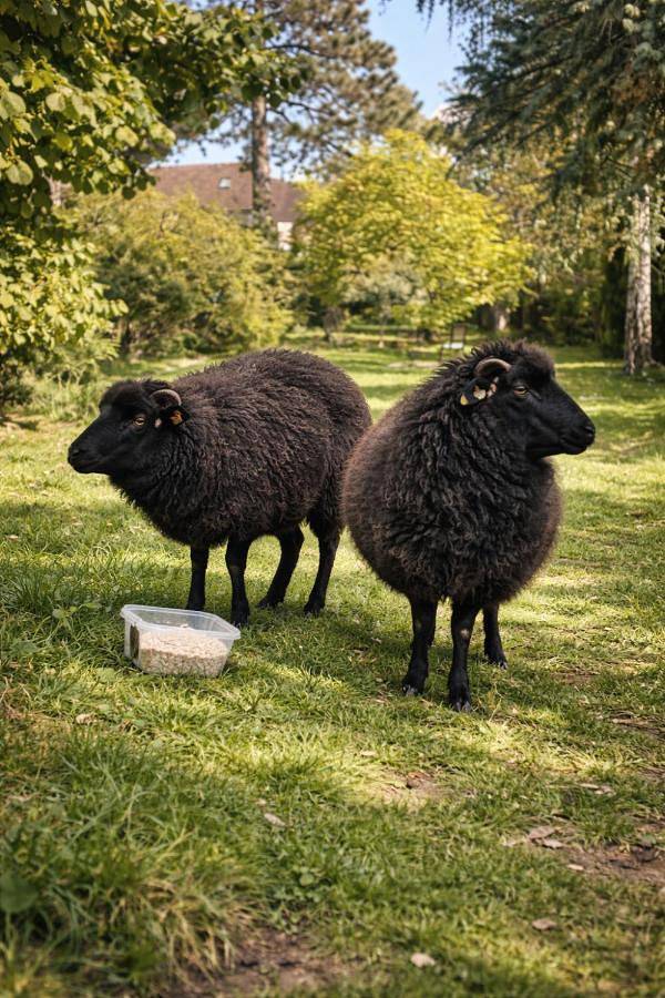 Gîte pour 8 personnes, avec jardin et vue, animaux acceptés à Bailleau-Armenonville - 2