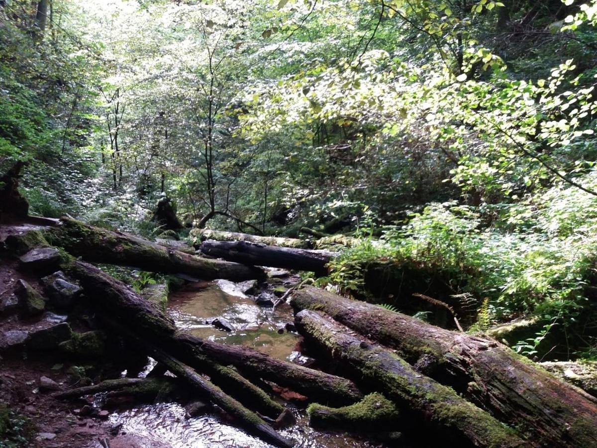 Holiday park- Scout in Waldbrunn, Neckar-Odenwald-Kreis