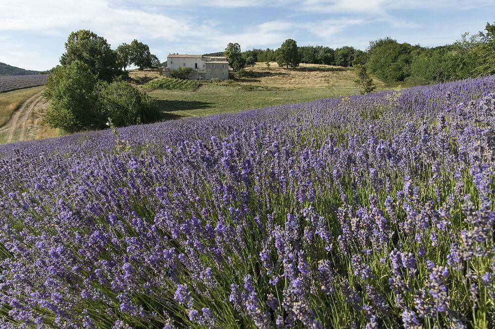 Luxueuse Bastide au milieux des lavandes in Redortiers, Région de Forcalquier