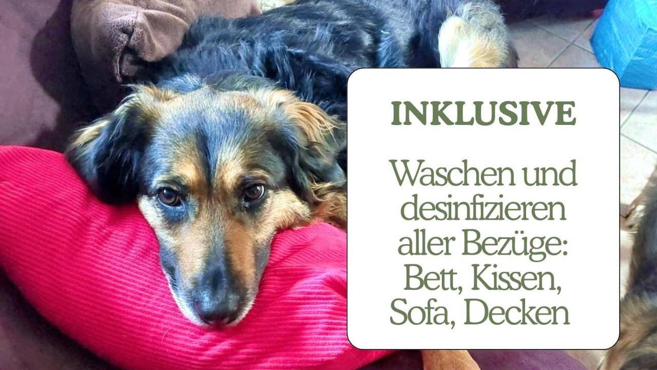 Hundeurlaub - Tiny House im Wald in Badeteich Tanna, Tanna