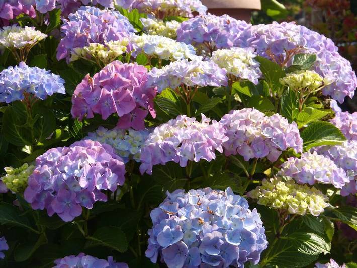 Appartamento intero, Appartamento 'Casa dei Fiori' adatto agli animali domestici con vista sulle montagne e Wi-Fi in Bosco (Casanova Lerrone), Casanova Lerrone