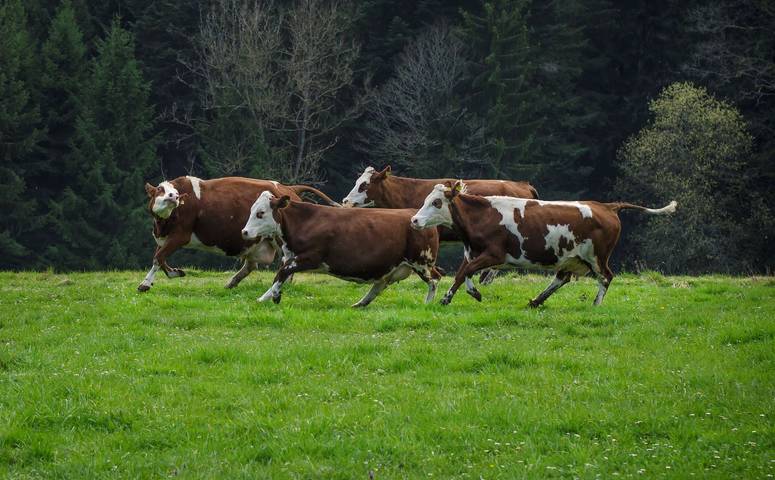 Ferienwohnung für 6 Personen, mit Garten im Schwarzwald - 4