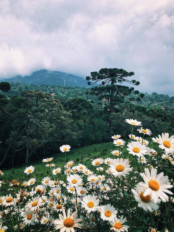 Beautiful And Super Friendly House: 3 Suites in Monte Verde, Minas Gerais