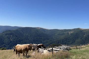 Gîte pour 2 personnes, animaux acceptés à Munster