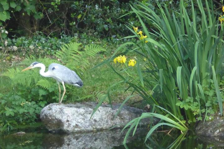 Chambre d’hôte pour 2 personnes, avec jardin à Plescop - 2