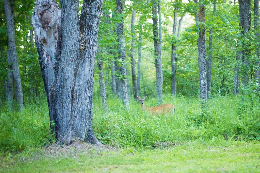 Log Cabin for 5 Guests in Lake Superior