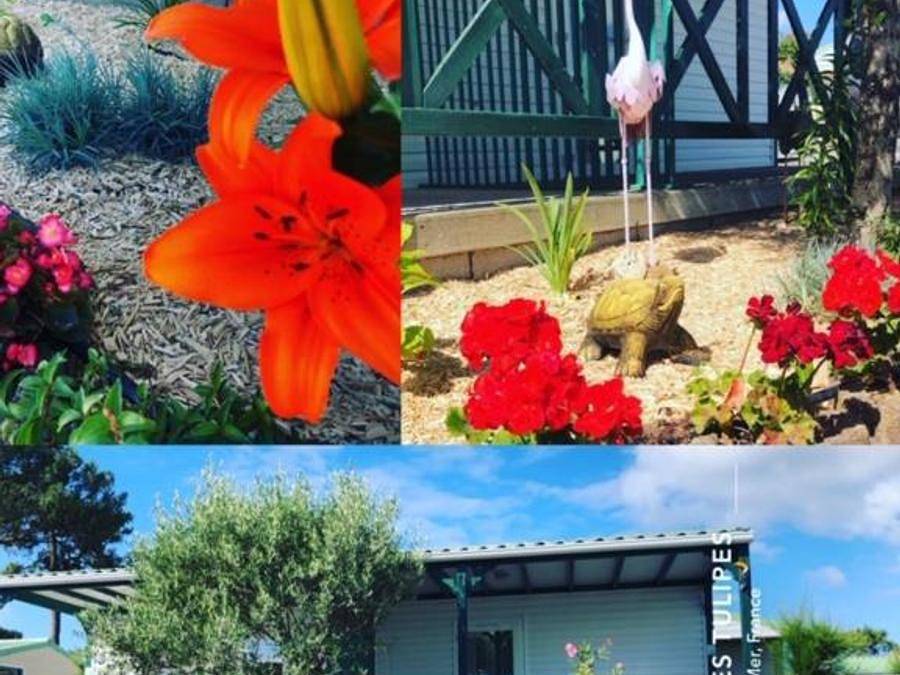 Camping Les Tulipes - Chalet 2 personnes - Chalet mitoyen 16m² - 1 chambre + terrasse couverte 8m² 2 pers in L'Aiguillon-la-Presqu'île, Vendée