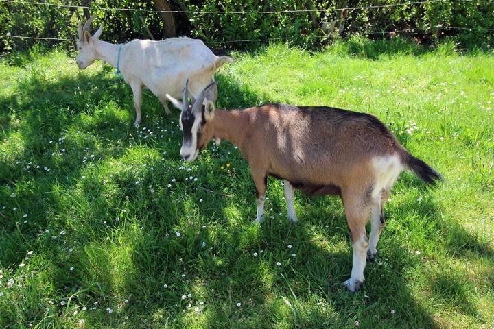 Gîte pour 6 personnes, avec jardin dans Parc naturel régional Périgord-Limousin - 4