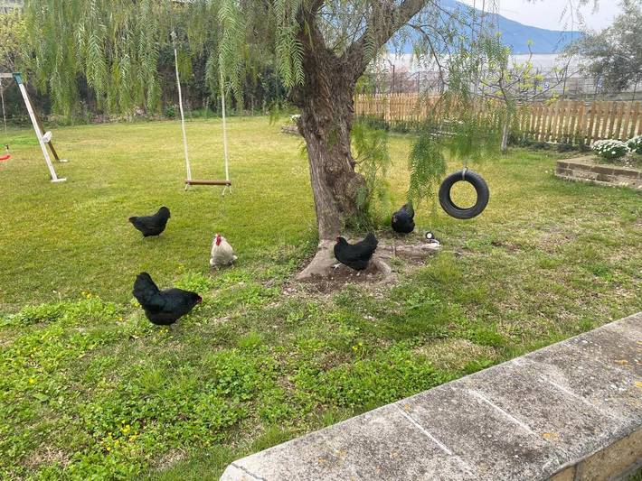 Maison d’hôte pour 5 personnes, avec vue et jardin, adapté aux familles à Castellammare di Stabia - 4