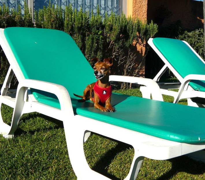 Location de vacances pour 9 personnes, avec jardin et vue, animaux acceptés dans Fão - 4