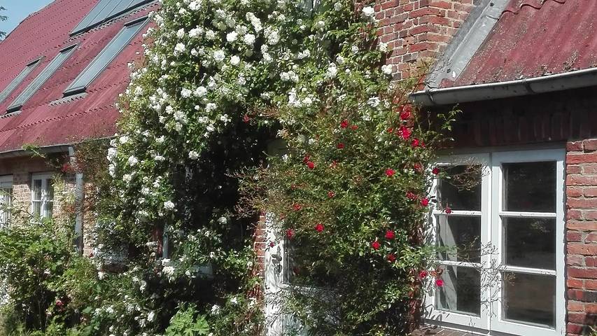 Ferienhaus für 4 Personen, mit Garten, mit Haustier in Südtondern - 2