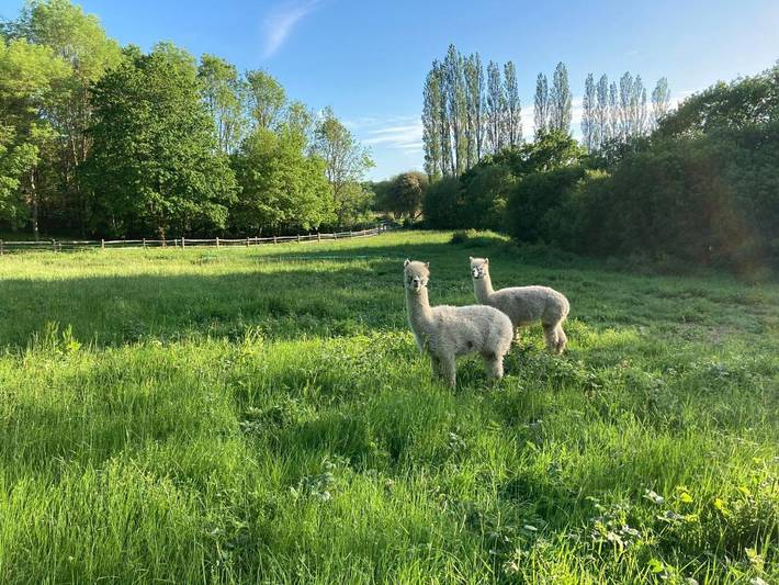 Glamping for 5 people, with Terrace and Garden as well as Pool and View in South Downs