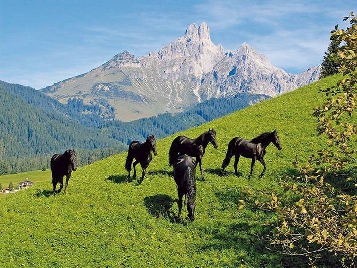 Bauernhaus für 6 Personen, mit Garten und Sauna, mit Haustier in Ski Amadé - 3