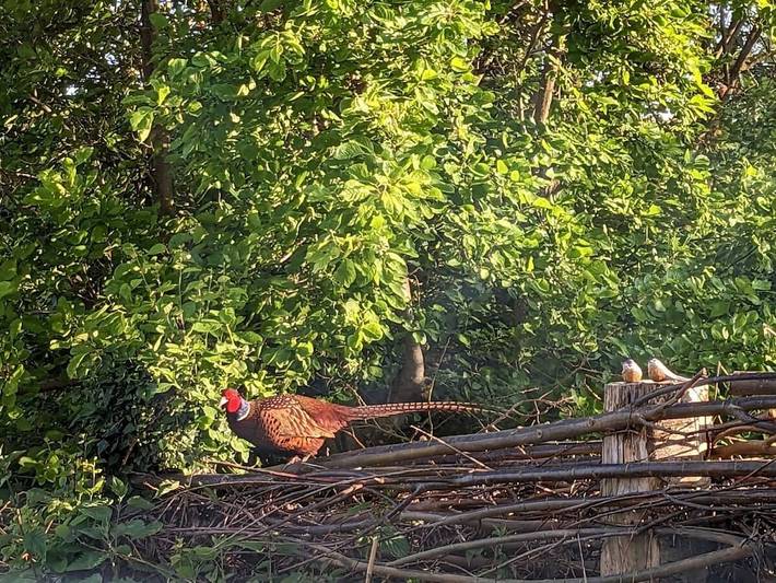 Ferienhaus für 6 Personen, mit Garten und Sauna in Gelting - 3