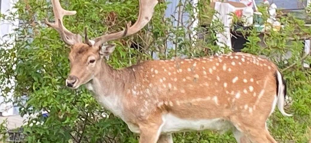 Ferienhaus für 6 Personen, mit Ausblick und Seeblick sowie Garten, kinderfreundlich