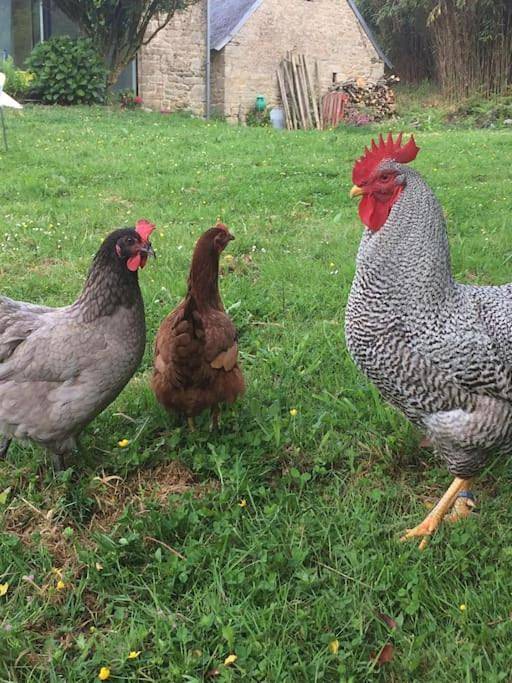 Location de vacances pour 4 personnes, avec jardin à Plogastel-Saint-Germain - 3