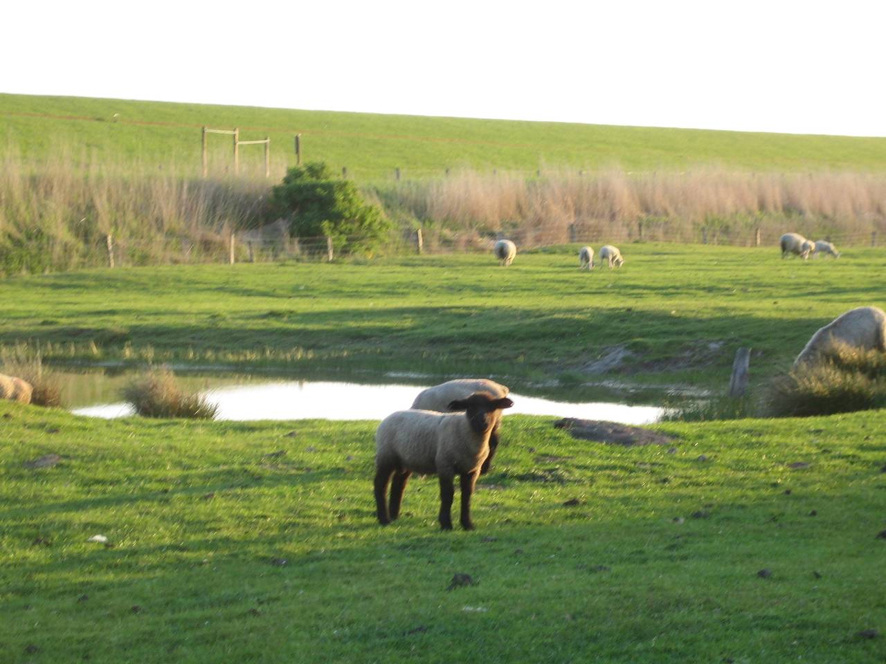 Ganze Ferienwohnung, Haus Halligblick, Ferienwohnungen am Wattenmeer, Whg. Hamburger Hallig in Dagebüll, Nordfriesland