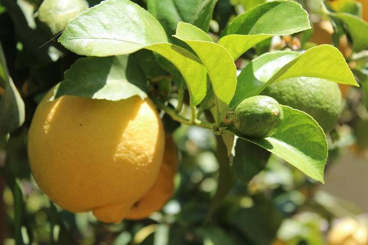 Chalet para 4 personas, con piscina además de terraza y jardín en Campo de Cartagena - 2