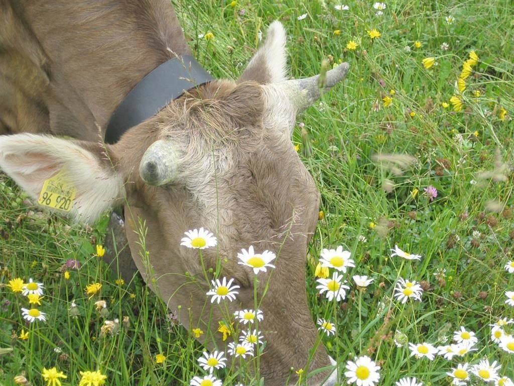 Biohof Schad in Krummen, Isny im Allgäu