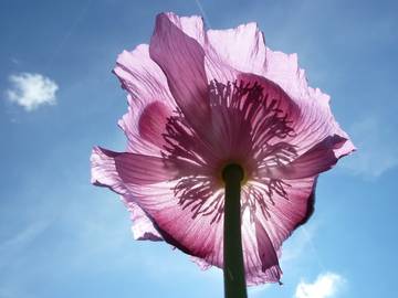 Bauernhof für 4 Personen in Nittenau, Ostbayern, Bild 4
