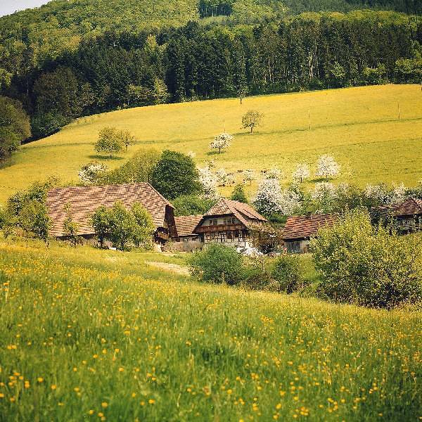 Ganze Ferienwohnung, Erlebnisbauernhof Kopf - Ferienwohnung Waldblick, 48qm, 1 Schlafzimmer, max. 4 Personen in Seelbach, Mittlerer Schwarzwald