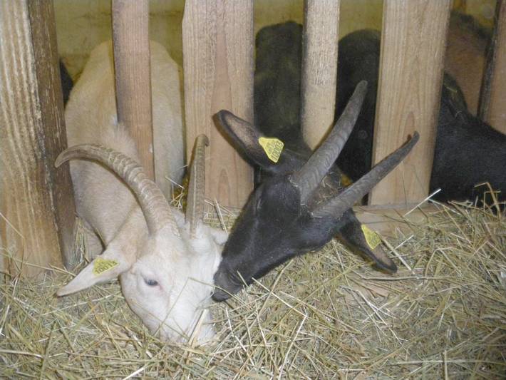 Location de vacances pour 10 personnes, avec jardin à Metzeral - 3