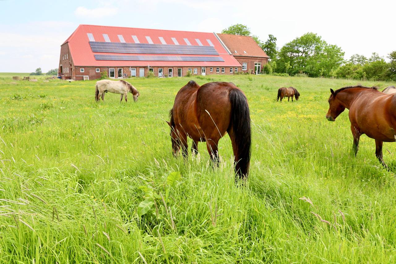 Ganze Ferienwohnung, Sömmerland, Exklusive 4-Sterne-Fewo von 2024, Sonnenterrasse, 150 m zur Nordsee, eigener Zugang in Ostbense, Neuharlingersiel