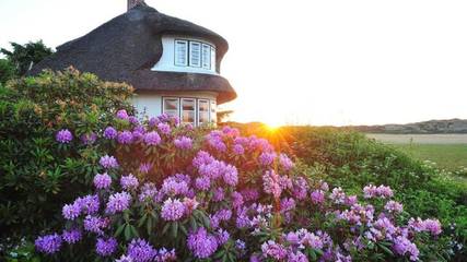 Ferienhaus für 2 Personen, mit Terrasse, mit Haustier in Kampen (Sylt)