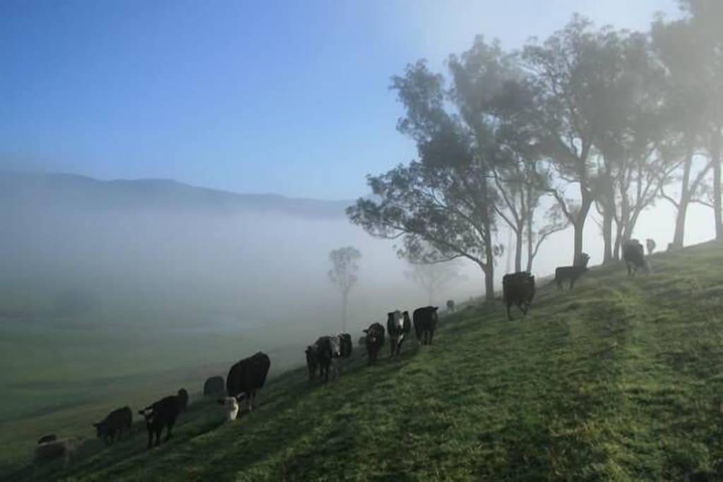 The Willows Cottage - Cosy Cottage in Barrengarry, New South Wales