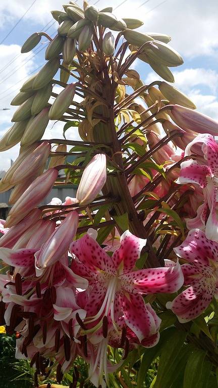 Chambre d’hôte pour 12 personnes, avec jardin dans Nouvelle-Zélande - 3