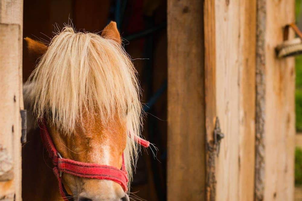 Pienińskie Herbarium in Grywałd, Karpaten (Polen)