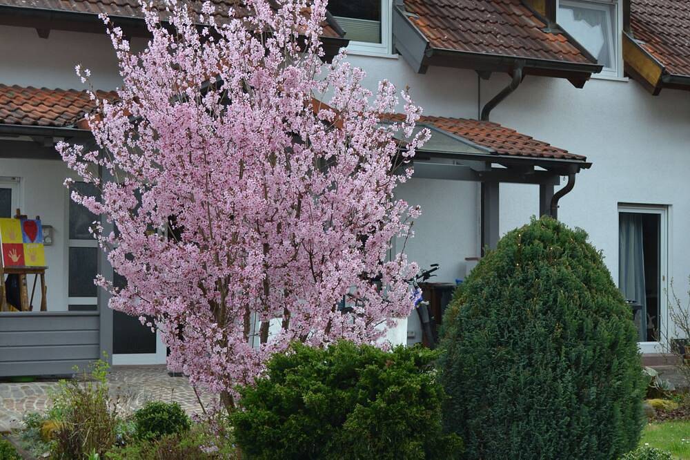 Ganze Wohnung, Haus Woogart 105 m² - Sommer- und Winterhaus in mediterranem Flair in Dahn, Pfalz