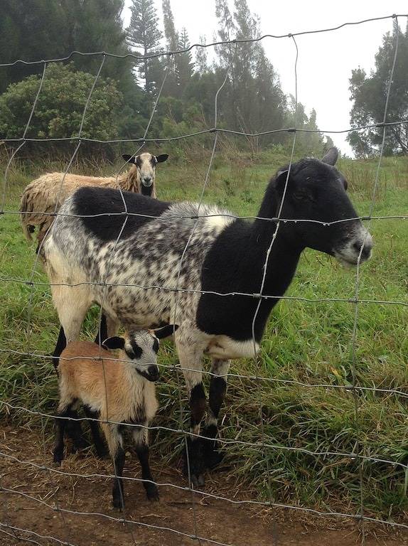 * Kohala Lodge * Hat unsere Erwartungen übertroffen! Es ist ein Lebensstil - Qualität ... Wifi in Kohala