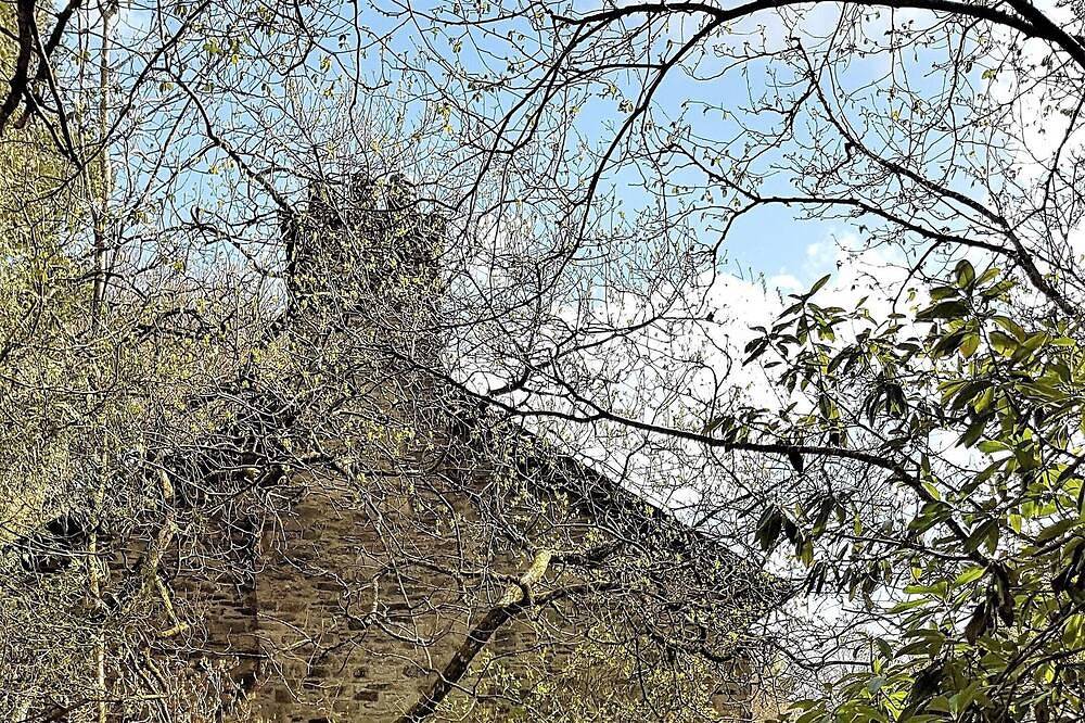 Special cottage for 2-4 in secluded nature reserve in Exmoor National Park. in Dulverton, Somerset