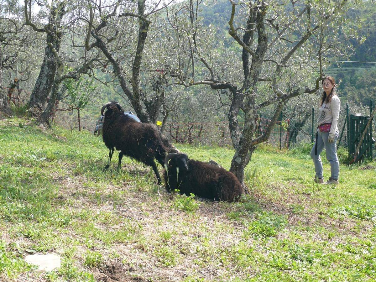 Antica Bottega di Vinci in Vinci, Province de Florence