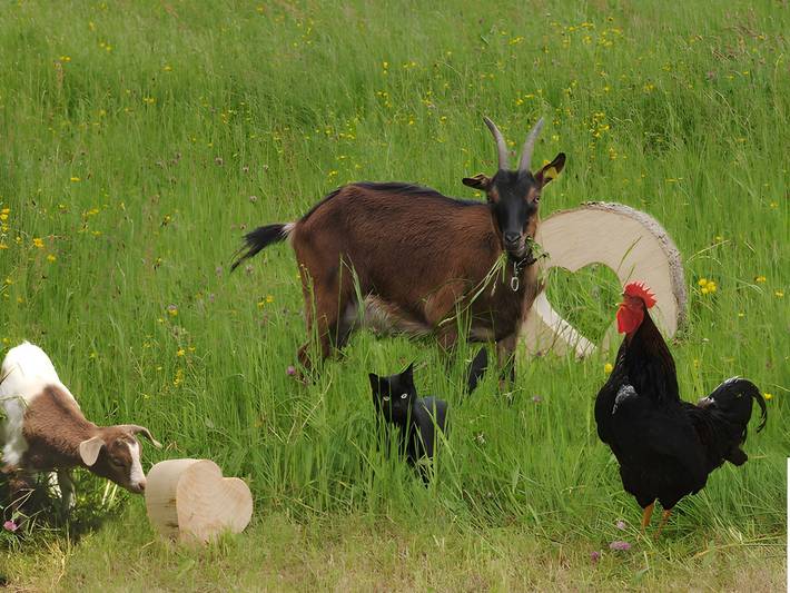 Ferienwohnung für 4 Personen, mit Terrasse und Garten in Simonswald - 4