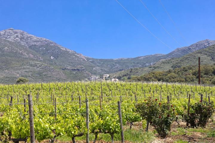 Gîte pour 4 personnes, avec terrasse et jardin, adapté aux familles à Barbaggio - 3