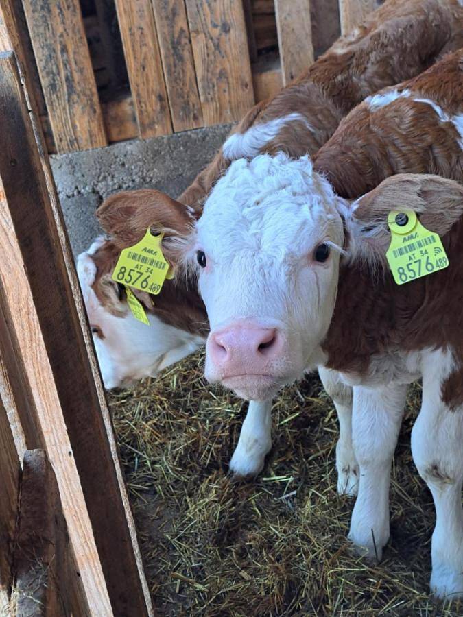 Gîte pour 6 personnes, avec jardin et vue à Sankt Wolfgang im Salzkammergut - 3