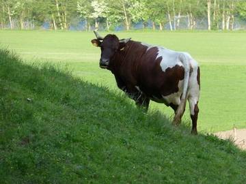 Bauernhof für 3 Personen in Rangersdorf, Oberkärnten, Bild 3