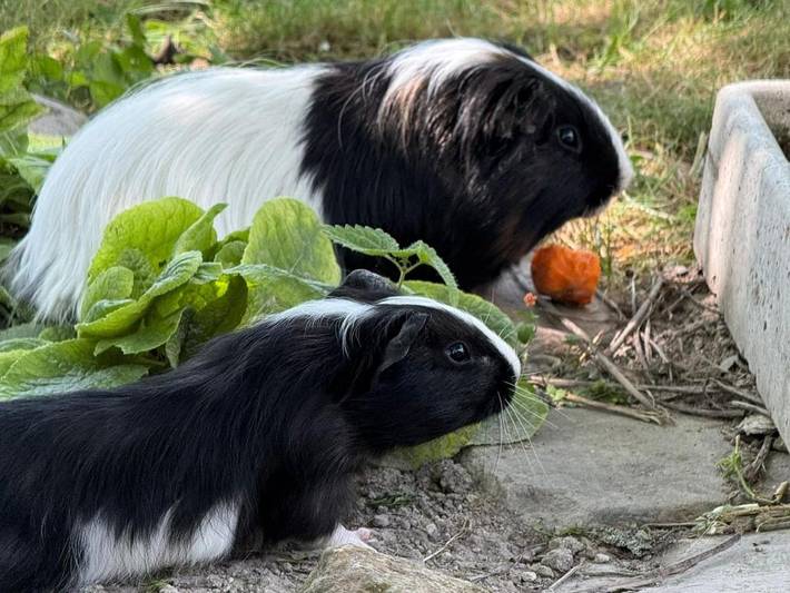 Chambre d’hôte pour 2 personnes, avec terrasse et jardin dans l' Aube - 4
