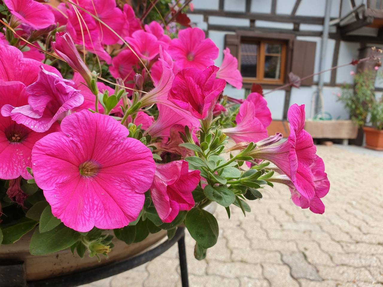 Maison accueillante dans Wingersheim-les-Quatre-Bans avec terrasse. in Wingersheim, Région de Strasbourg