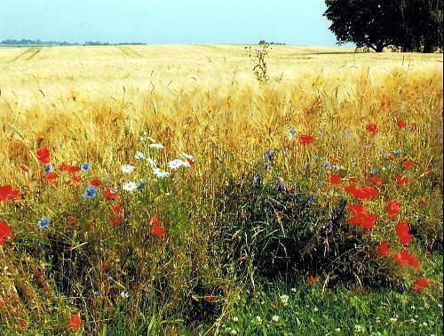 Entire holiday apartment, Flat "Schiemann" mit Terrasse in Rankwitz, Usedom
