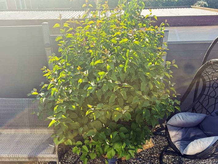 Ferienhaus für 4 Personen, mit Garten, kinderfreundlich in Frederikshavn - 3