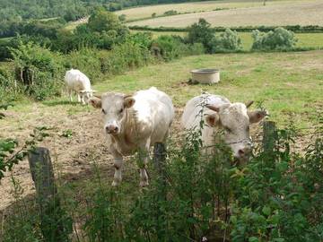 Vakantiehuis voor 6 Personen in Saisy, Autun en omgeving, Afbeelding 3